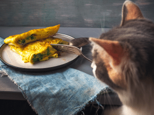 Mag een kat omelet eten?