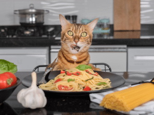 Mag een kat pasta eten?