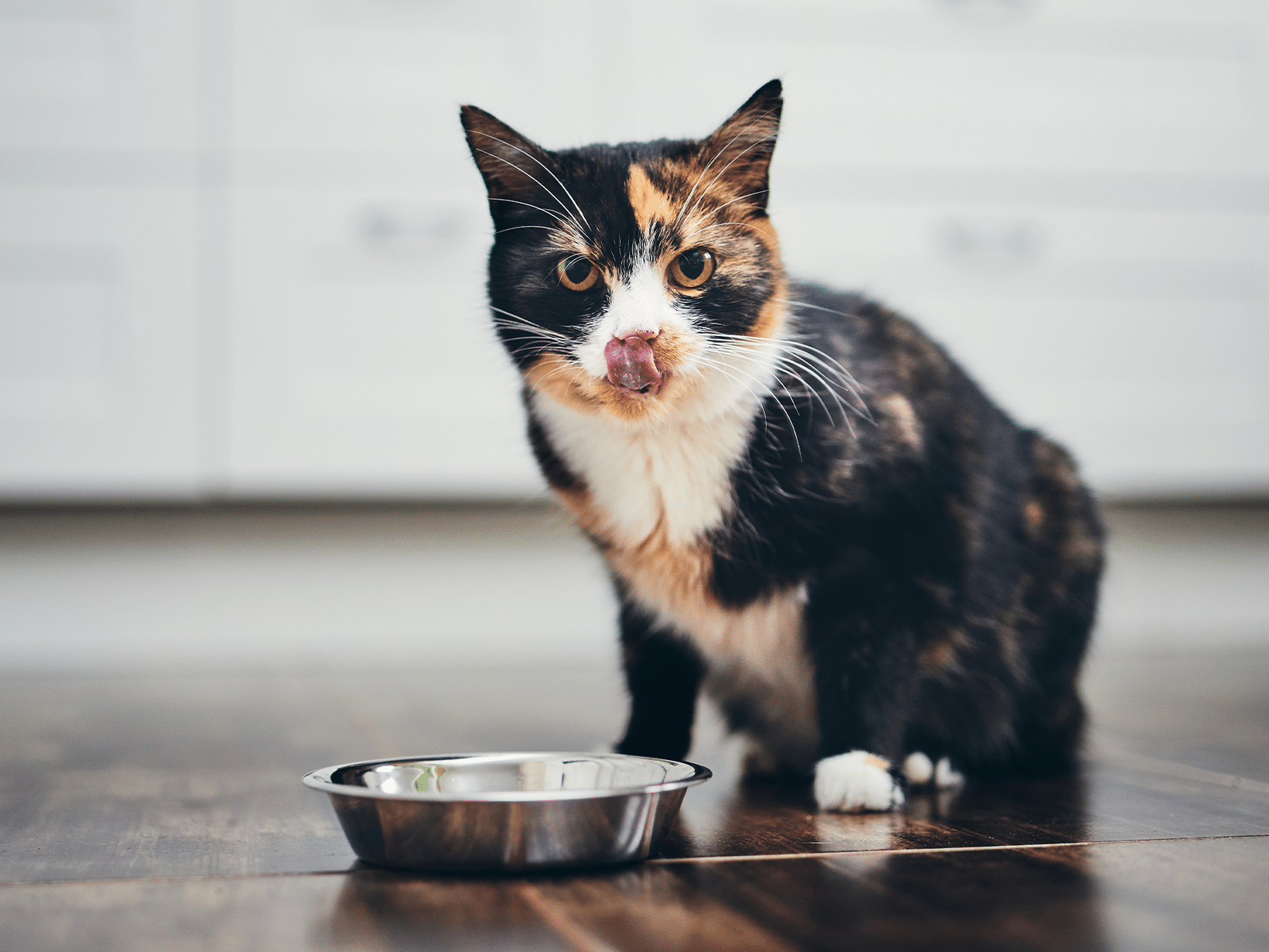 Mag een kat rauw gehakt eten?