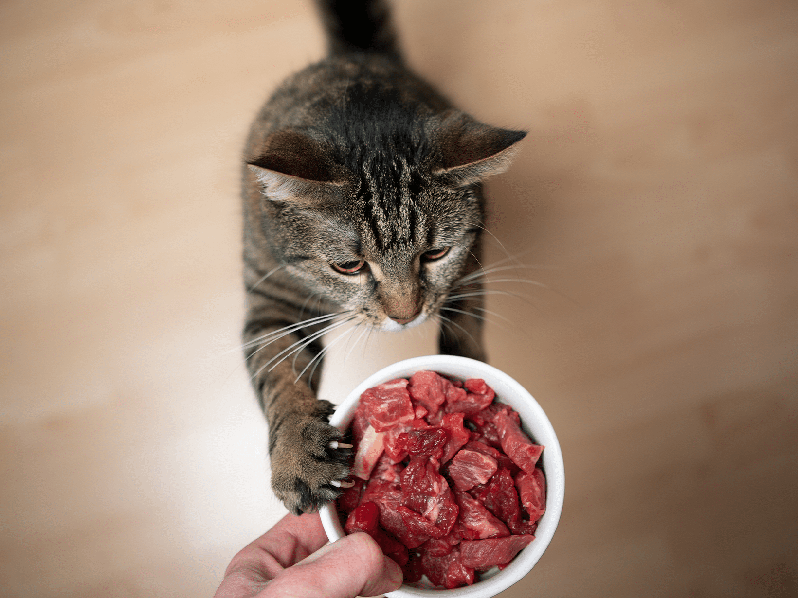Mag een kat rauw vlees eten?