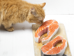 Mag een kat rauwe zalm eten?