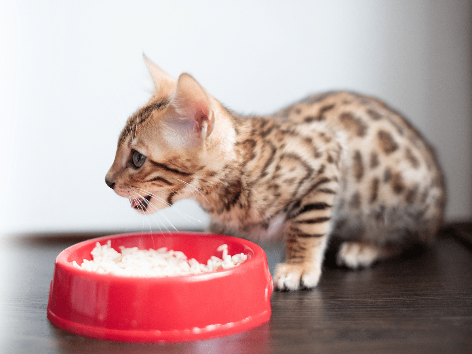 Mag een kat rijst eten?