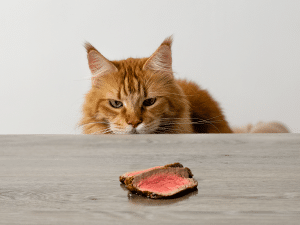 Mag een kat rosbief eten?