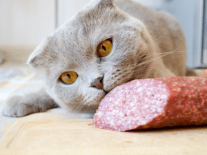 Mag een kat salami eten?