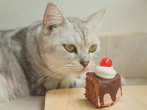 Mag een kat suiker eten?