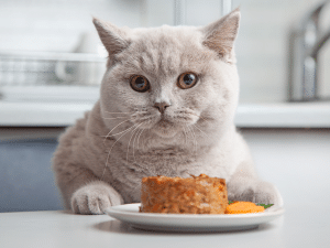 Mag een kat tartaar eten?
