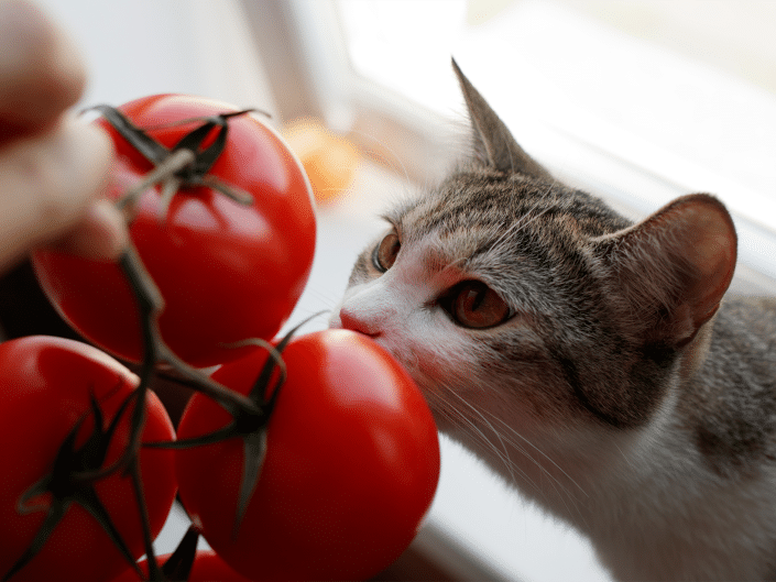 Mag een kat tomaat eten? Ontdek katten en voedselmythen