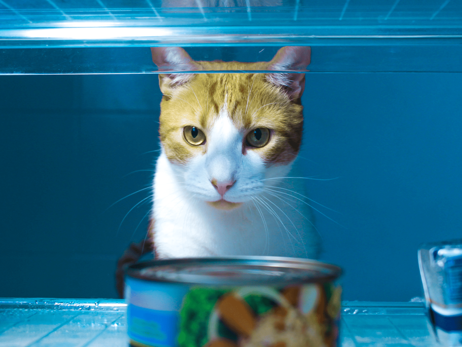 Mag een kat tonijn uit blik eten? Ontdek de feiten!