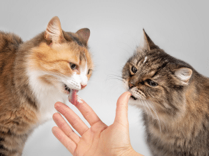 Mag een kat yoghurt eten?