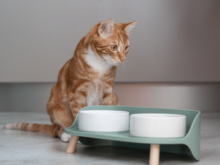 Ontdek de beste voedingsadviezen voor je kat
