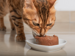 Moet een kat natvoer eten?