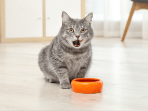 Vetarm eten voor een kat