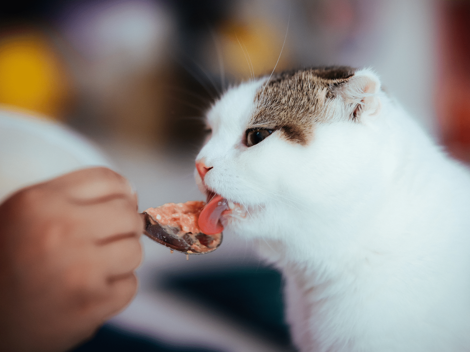 Vloeibaar eten voor een kat, tips voor voeding bij problemen