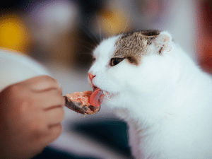 Vloeibaar eten voor een kat