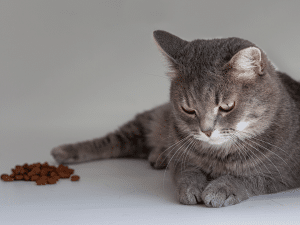 Waarom heeft een kat geen zin in eten?