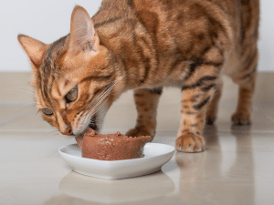 Waarom kauwt kat eten niet?