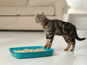 Waarom zou een kat kattengrit eten?