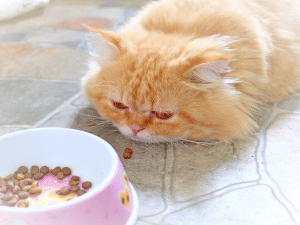 Wanneer een kat eten geven na narcose?
