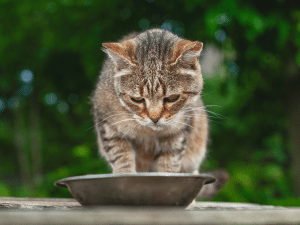 Wat eet een kat met artrose?