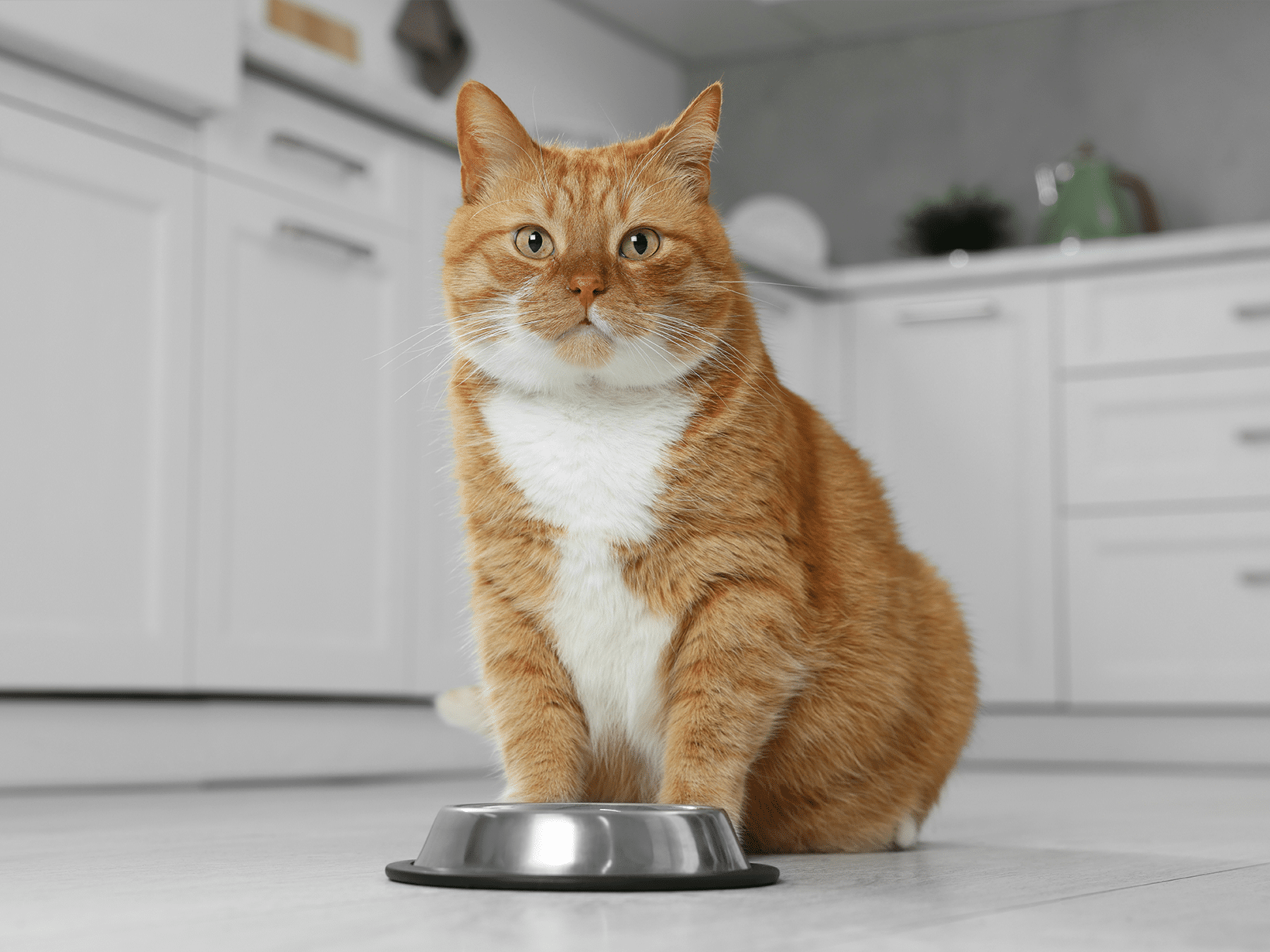 Wat eet een kat na het trekken van een kies?