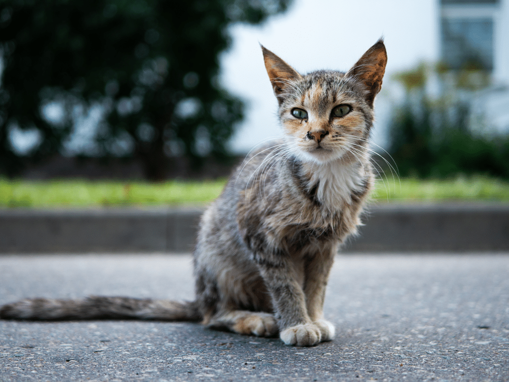 Wat geef je een ondervoede kat te eten? Ontdek het hier!