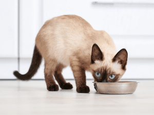 Wat is licht verteerbaar eten voor een kat?