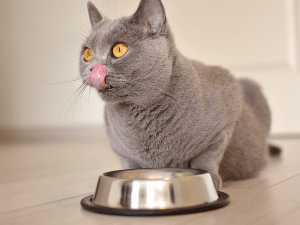 Wat kan je een kat te eten geven?