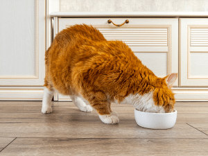 Wat mag een kat met nierproblemen eten?