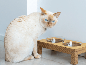 Wat mag een kat met suikerziekte eten?