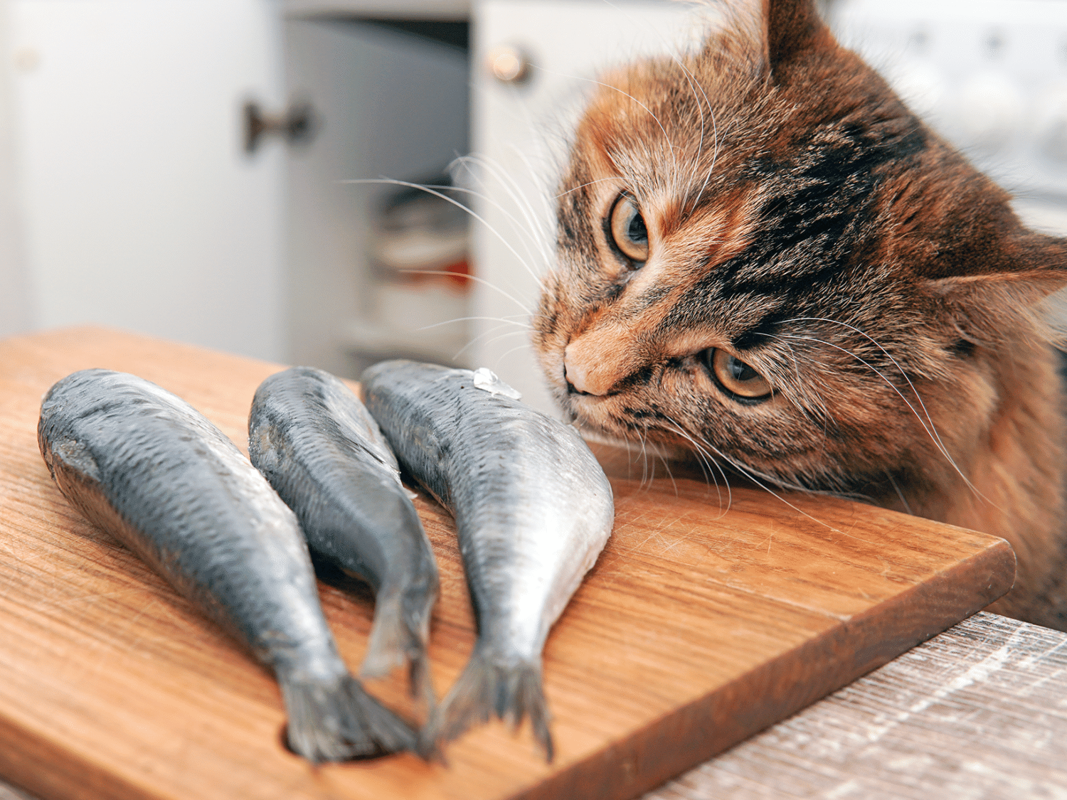 Welke vissoorten mag een kat eten? Veilige opties uitgelegd