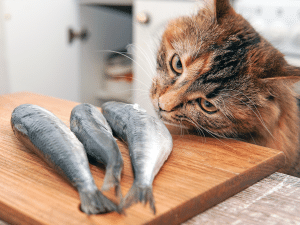 Welke vissoorten mag een kat eten?
