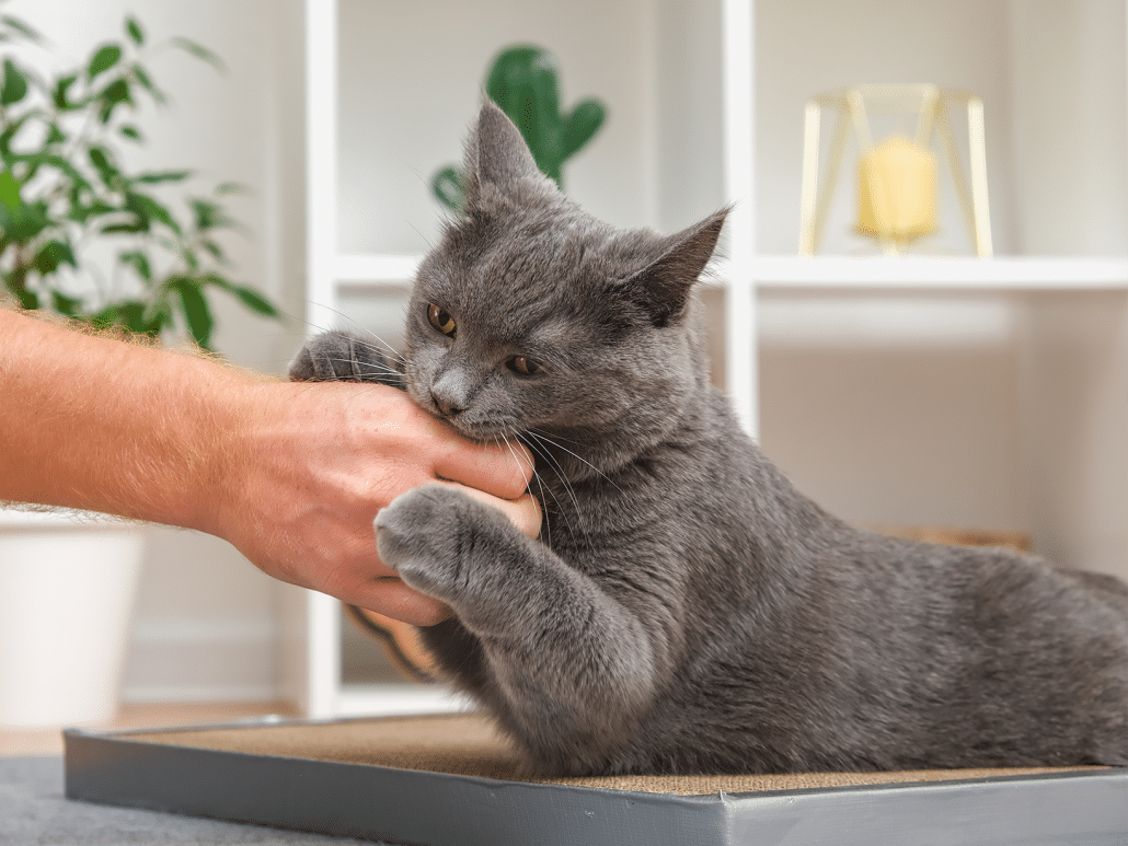 Waarom bijt een kat? Ontdek het hier!