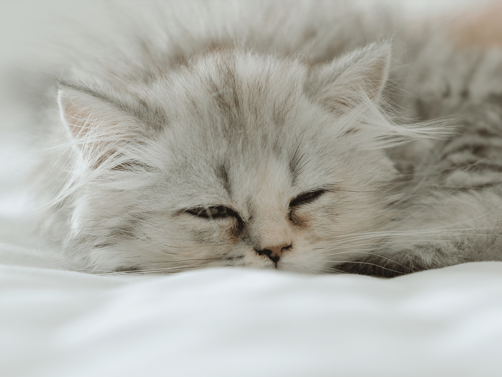 Auto-immuunziekte symptomen bij een kat