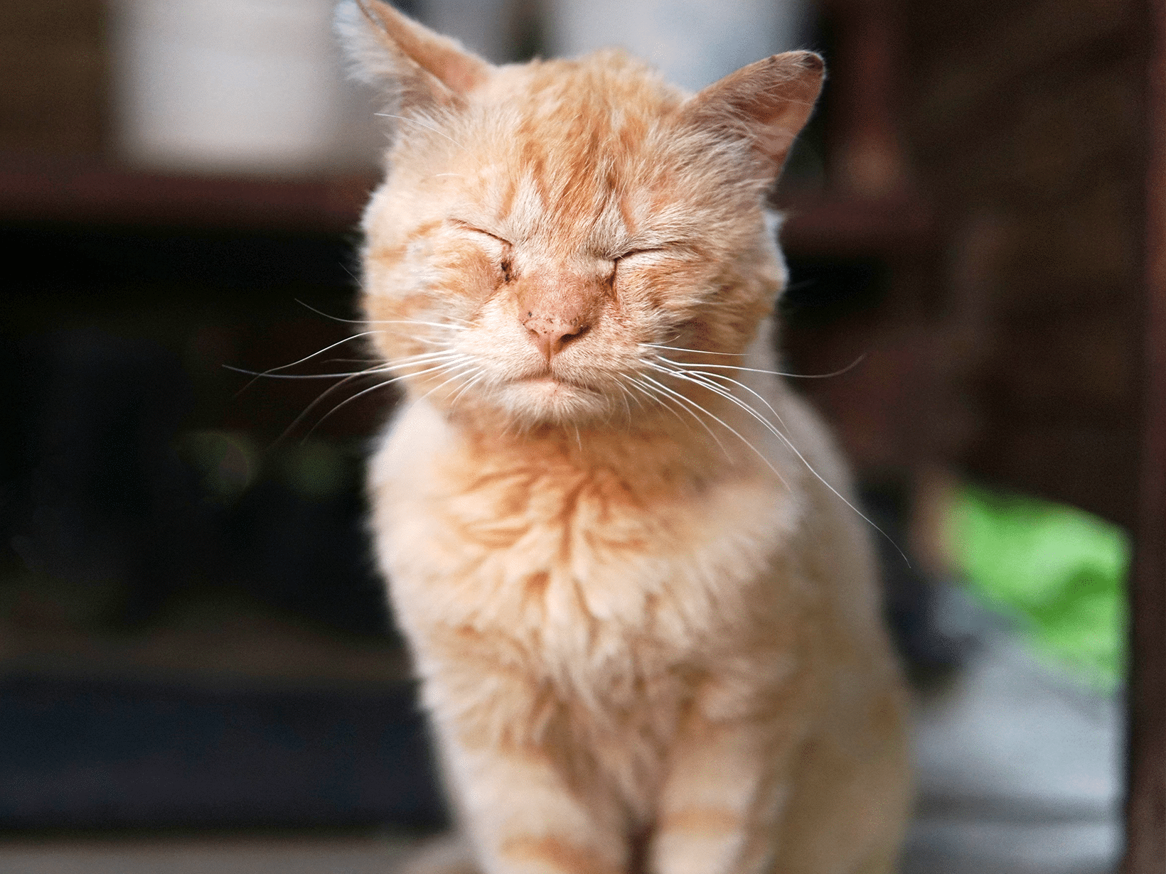 Bordetella symptomen bij een kat