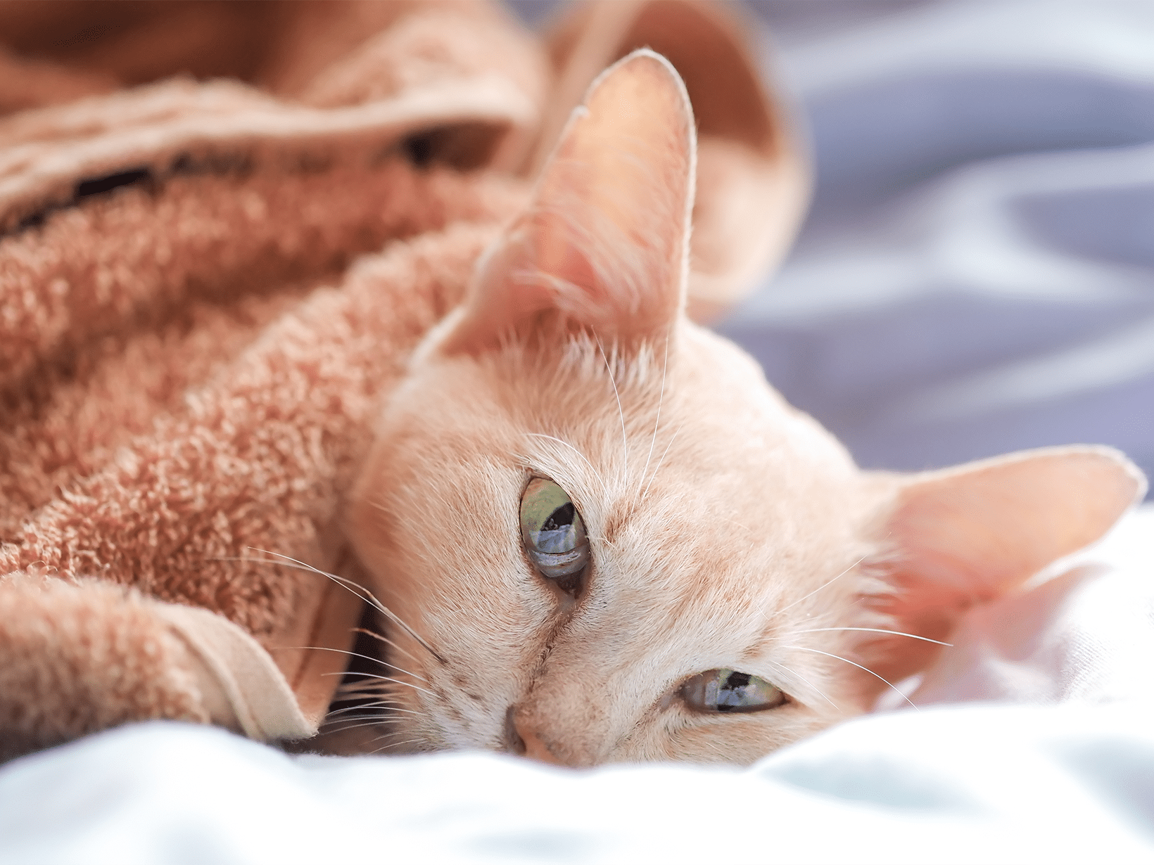 Calicivirus symptomen bij een kat