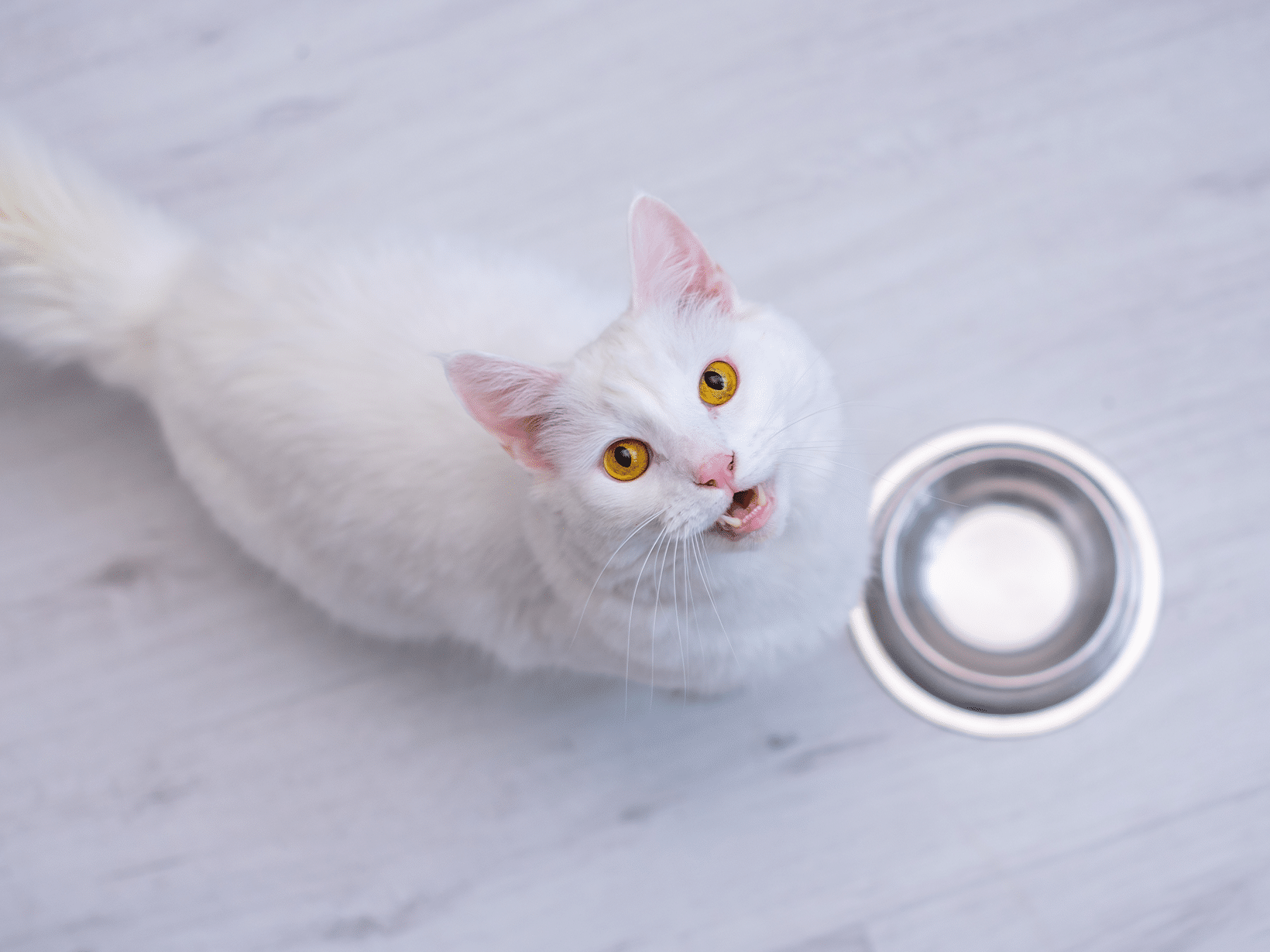 Waarom laat mijn kat eten staan?