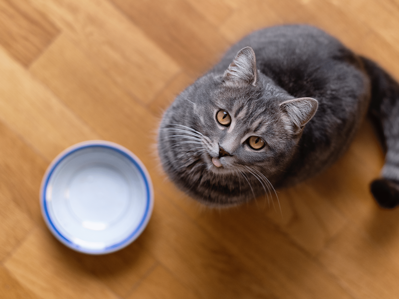 Hoe lang mag een kat niet eten voor narcose