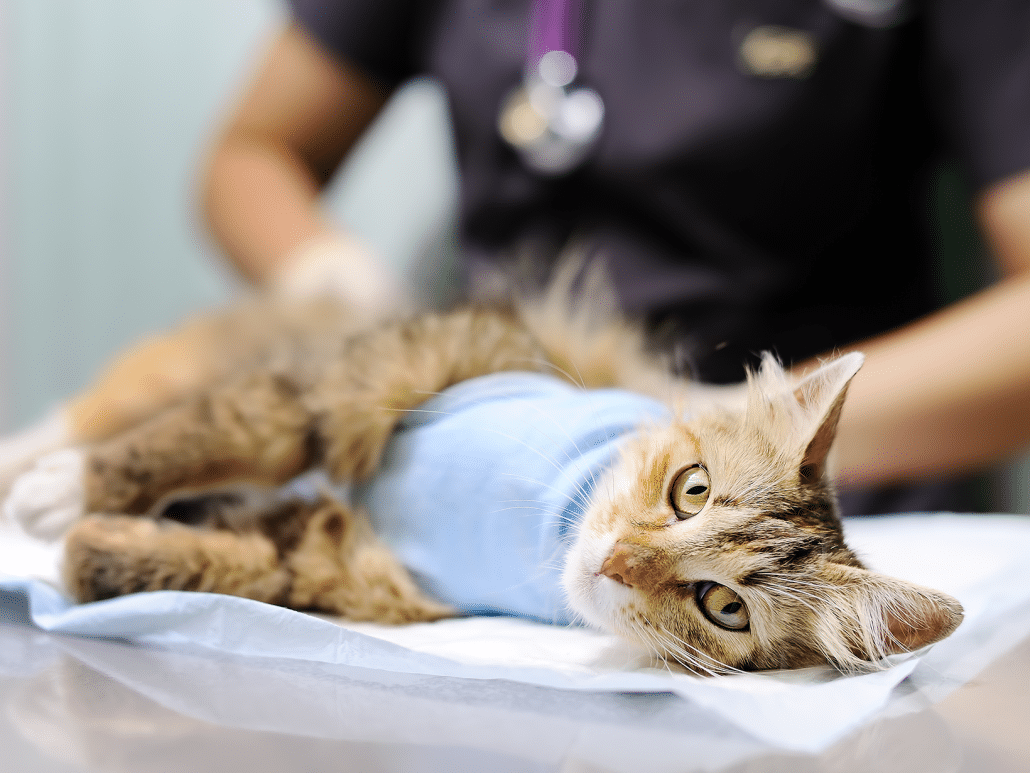 Hoelang Duurt Een Kerkdienst Hoelang duurt een sterilisatie bij een kat? Procedure & herstel