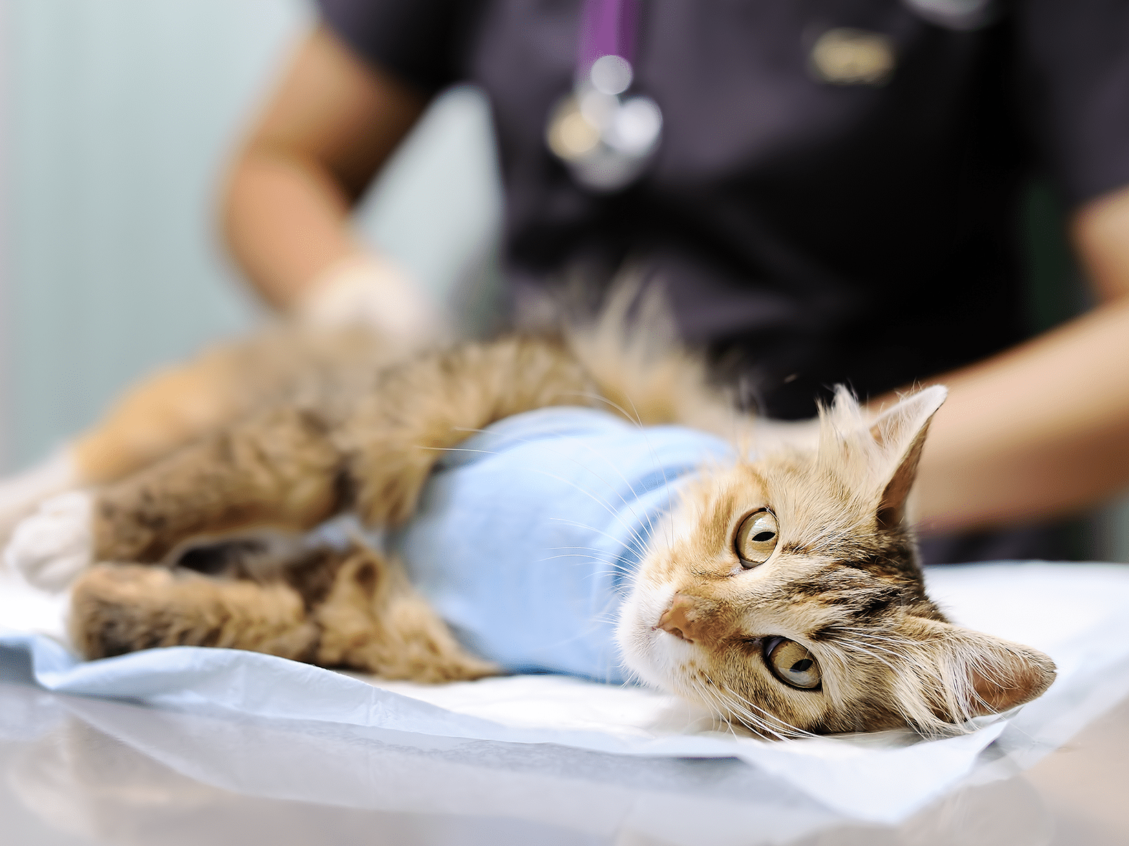Hoelang duurt een sterilisatie bij een kat