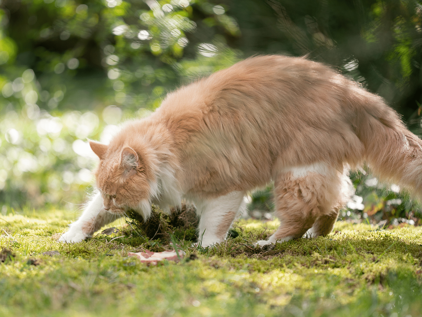 Waarom begraaft een kat haar eten?