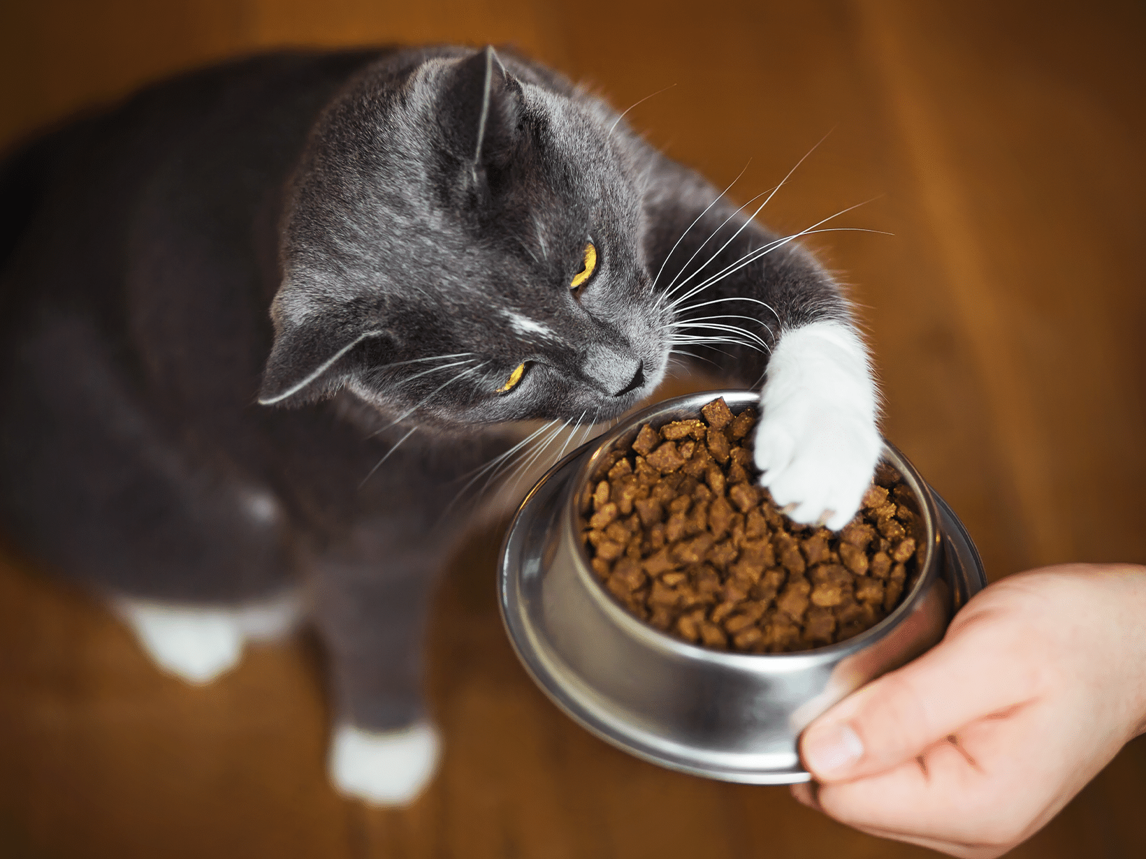 Een kat belt voor eten