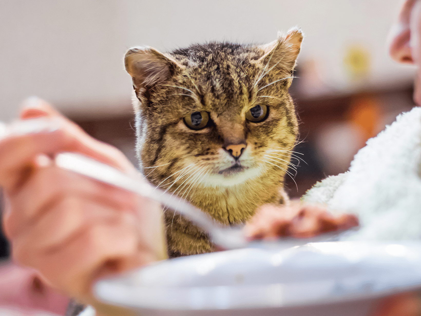 Waarom blijf mijn kat bedelen om eten?