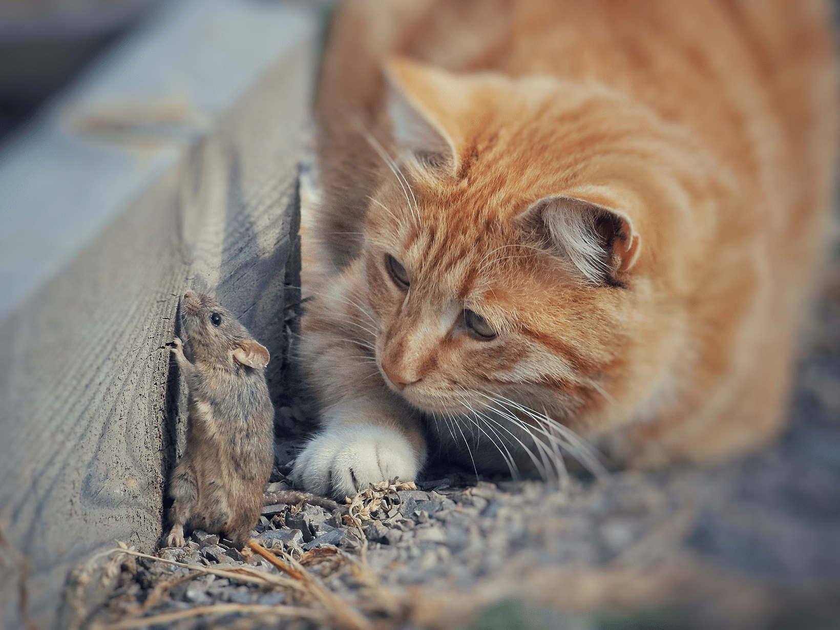 Waarom brengt mijn kat een muis?