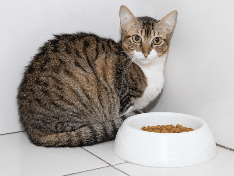 Waarom durft mijn kat niet te eten? Ontdek mogelijke oorzaken!