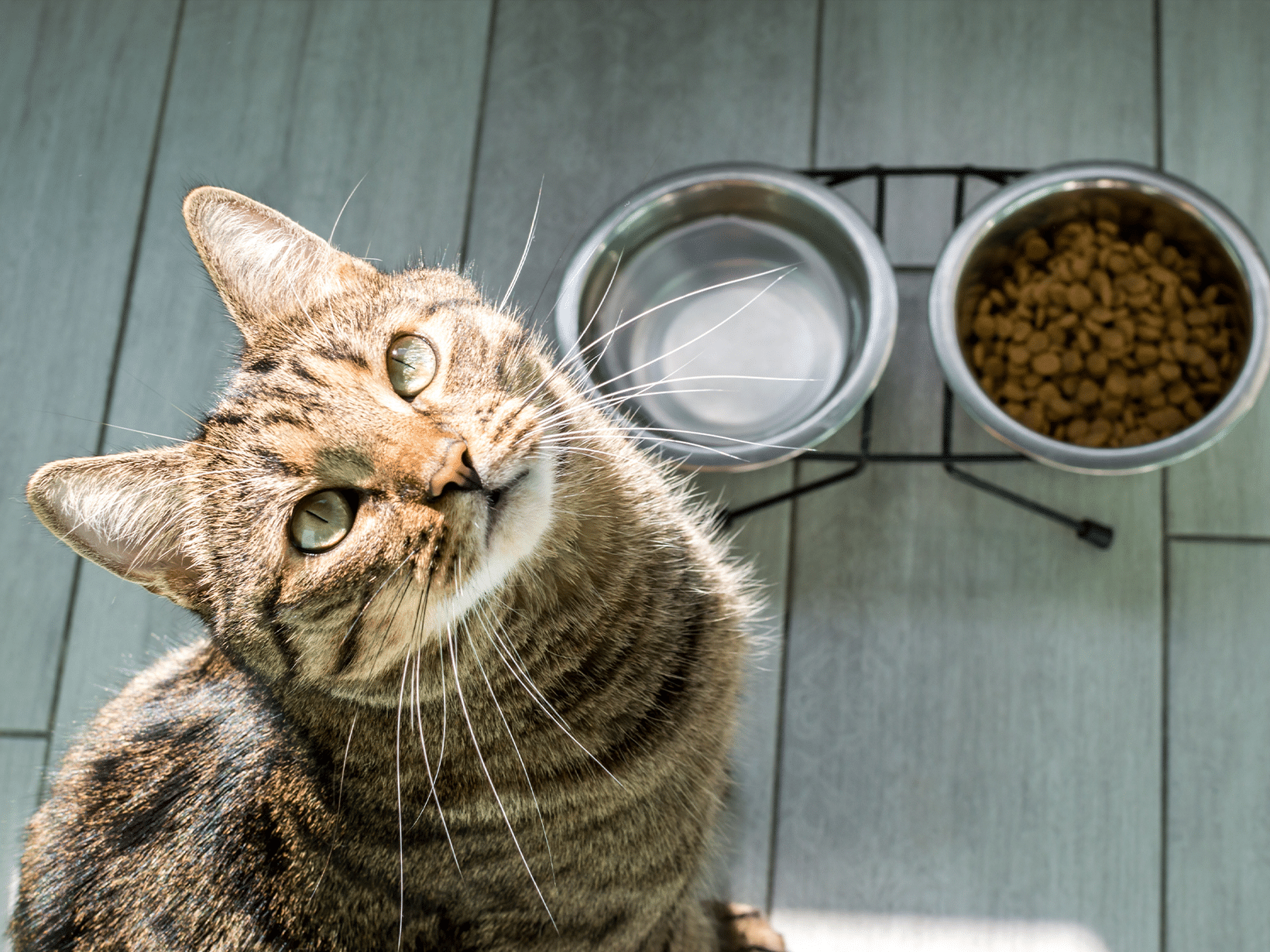 Waarom laat mijn kat haar eten staan?