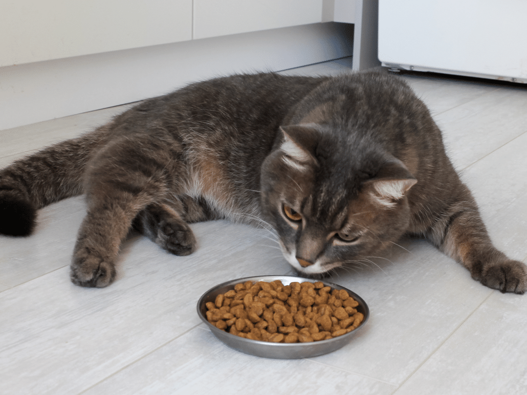 Mijn kat is futloos en wilt niet eten, ontdek mogelijke redenen!