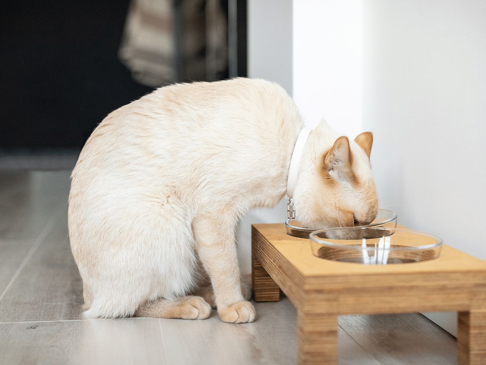 Wat eet een kat met een gebroken kaak?