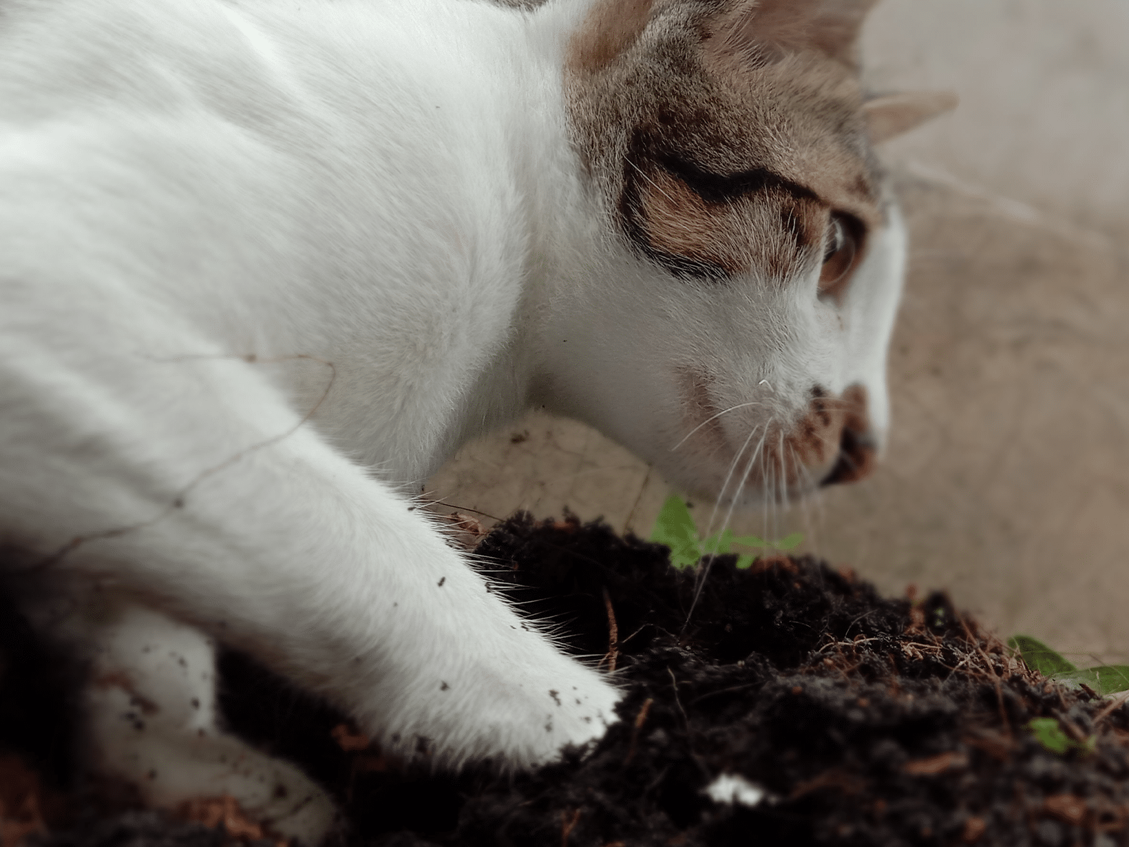 Waarom graaft een kat naast haar eten?