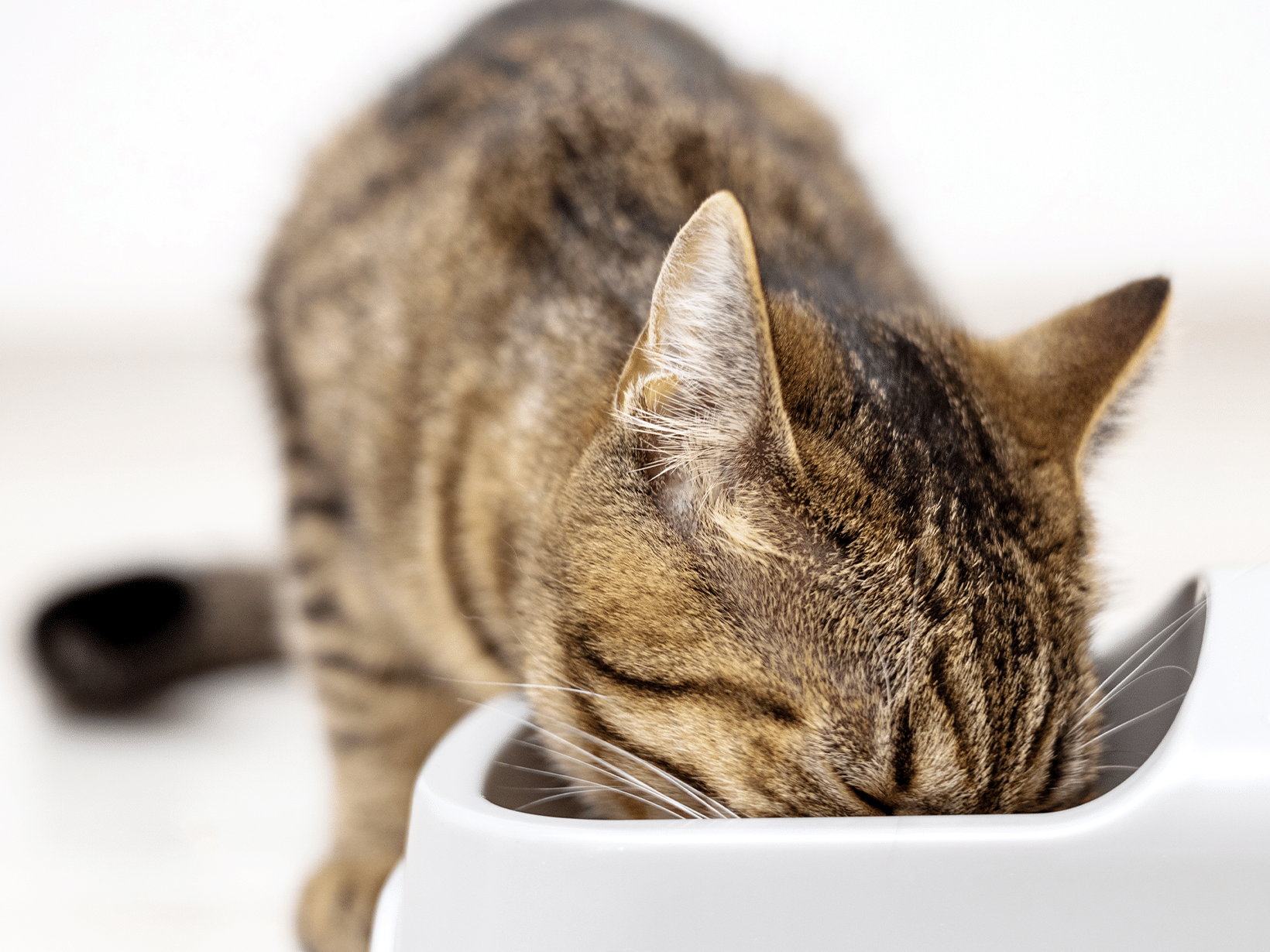 Waarom is mijn kat gulzig met eten?