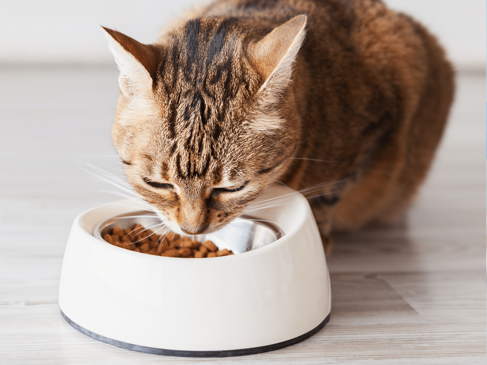 Maakt je kat knarsend geluid bij het eten?